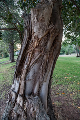 Obraz premium Tree Trunks