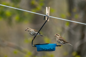 Pair of female Rose Breasted Grosbeaks landscape