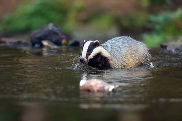 The European badger (Meles meles) also known as the Eurasian badger or simply badger drinks water from a forest creek.Big badger near water in dense forest. © Karlos Lomsky