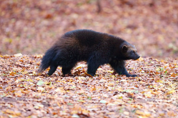 The wolverine (Gulo gulo), also referred to as glutton, carcajou, skunk bear, or quickhatch running...