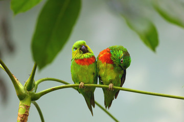 Salvadori's fig parrot ,Psittaculirostris salvadorii, pair of green parrots sitting on tropical tree in lowland forest. Two green birds in the rain forest. Birds on a tree with light green background. © Karlos Lomsky