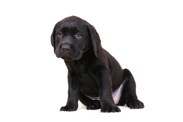  Labrador puppy sitting isolated on a white background