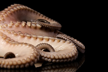 octopus tentacle seafood fresh cooking