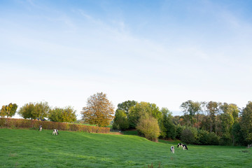 Fototapeta na wymiar black and white cows on cauberg near valkenburg in dutch province of south limburgh
