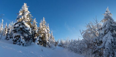 Sunrise over the snow and ice covered service road leading the way hiking up to Mount Lusen, Bavarian Forrest National Park