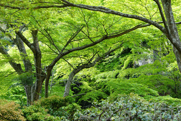 Fototapeta na wymiar 新緑を楽しむ楓の木