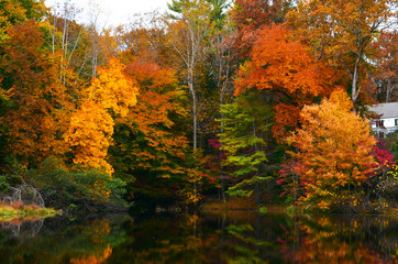 Bright autumn colors on trees around pond
