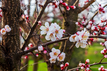 Apricot tree with flowers in spring. Apricot blossom_