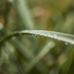 planta silvestre con gotas de agua