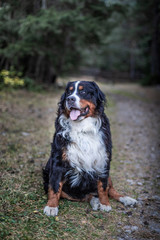 Naklejka na ściany i meble Big beautiful dog Bernese mountain dog breed autumn in the mountains.