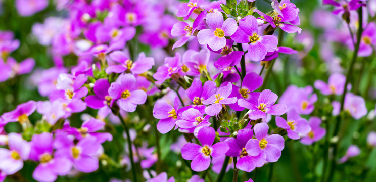 The flowers aubrieta on a green background_