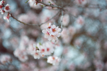 flor de almendro en primavera