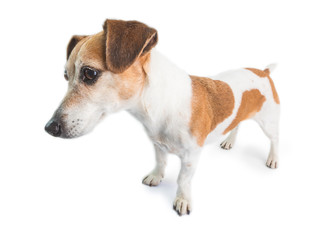 Adorable dog looking left side. White background. dog stands at full height