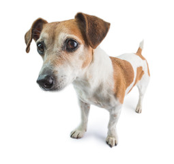Dog full length stands on a white background. Looking left. attentive interested curious look