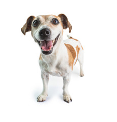 Smiling happy dog on white background. Jack russell terrier happiness