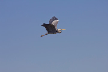 A heron in flight against a blue sky