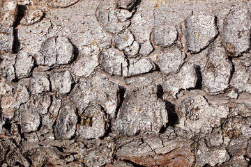Gräuliche Baumrinde, Close up