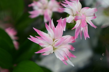 Image of a bouquet of pink flowers