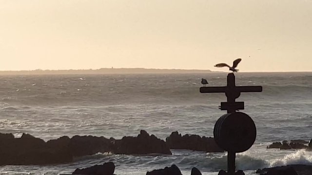 Cold, windy day at the beach. Seagull silhouettes sitting on wood structure. Big waves breaking behind them in strong wind. Sea spray blowing off waves. Robben Island in the background. No people.