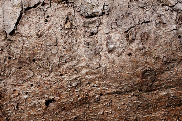 Baumrinde Close up