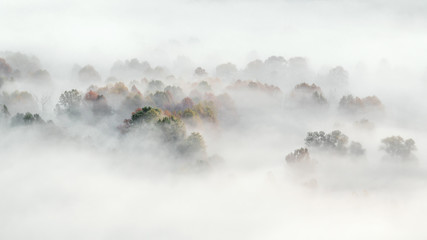 The foggy forest, autumn landscape