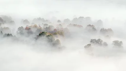  The foggy forest, autumn landscape © manuel