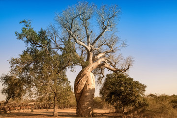 Beautiful Madagascar Baobab. Madagascar. Africa