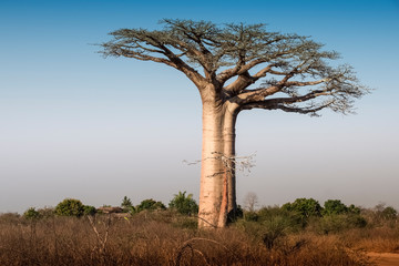 Fototapeta na wymiar Beautiful Madagascar Baobab. Madagascar. Africa