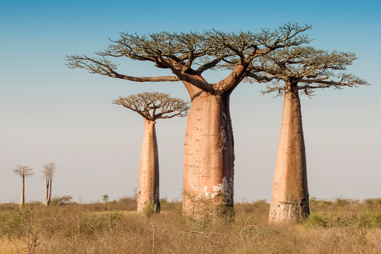 Beautiful Madagascar Baobab. Madagascar. Africa