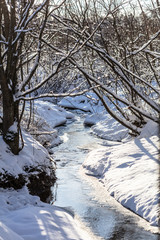 Winter forest, branches in the snow, winter