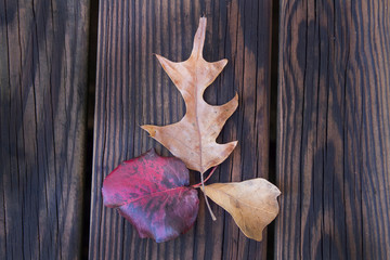 Fall cleanup background with colorful leaves on woodgrain deck or porch
