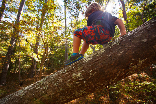 6-year-old Eli Jones plays on a fallen tree along the popular 2.25 mile Sweetgum Swamp loop trail.