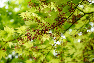 楓の若葉と花