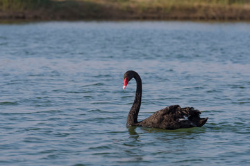 Obraz premium Black swan 