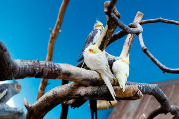 Birds in a tree at the zoo