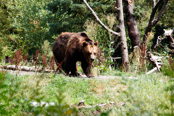 Obraz na płótnie Canvas American Brown Bear at the zoo