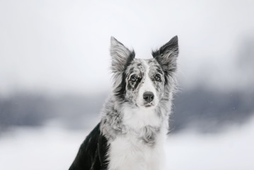 adorable border collie dog posing outdoors in winter