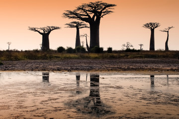 Obraz premium Baobabs on the background of an orange sunset reflected in the lake. Madagascar. Africa