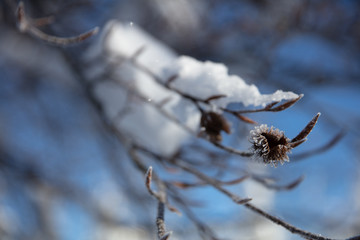 Iced beechnut shell on a snow covered redbeech branch