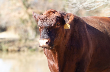 Angry red bull, Red Angus Beef Cattle Bull with mad expression