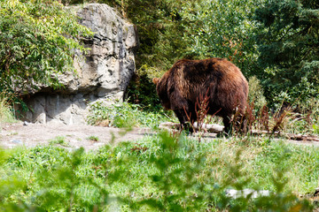 American Brown Bear at the zoo