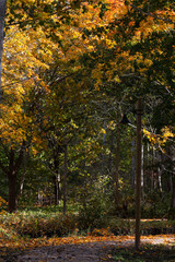 Autumn view of orange leaves fallen on wood pedestrian path on a sunny day.