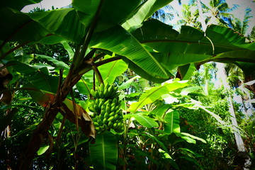 Bananen Baum