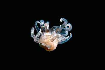 Coral Polyp suspended in the water.