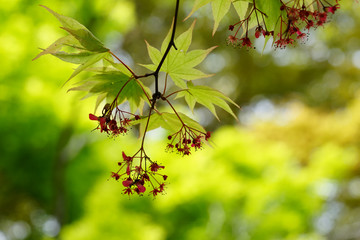 楓の若葉と花
