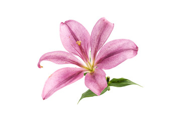 Fototapeta na wymiar a blooming pink lily close-up on a white background