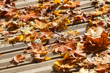 Obraz premium Autumn view of orange leaves fallen on wood pedestrian path on a sunny day.