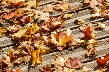 Autumn view of orange leaves fallen on wood pedestrian path on a sunny day.