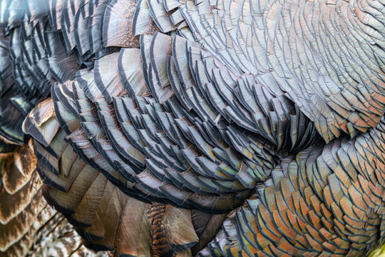 A close view of the intricate pattern of Turkey feathers