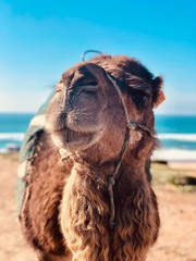 up close camel face with blue sky and ocean
